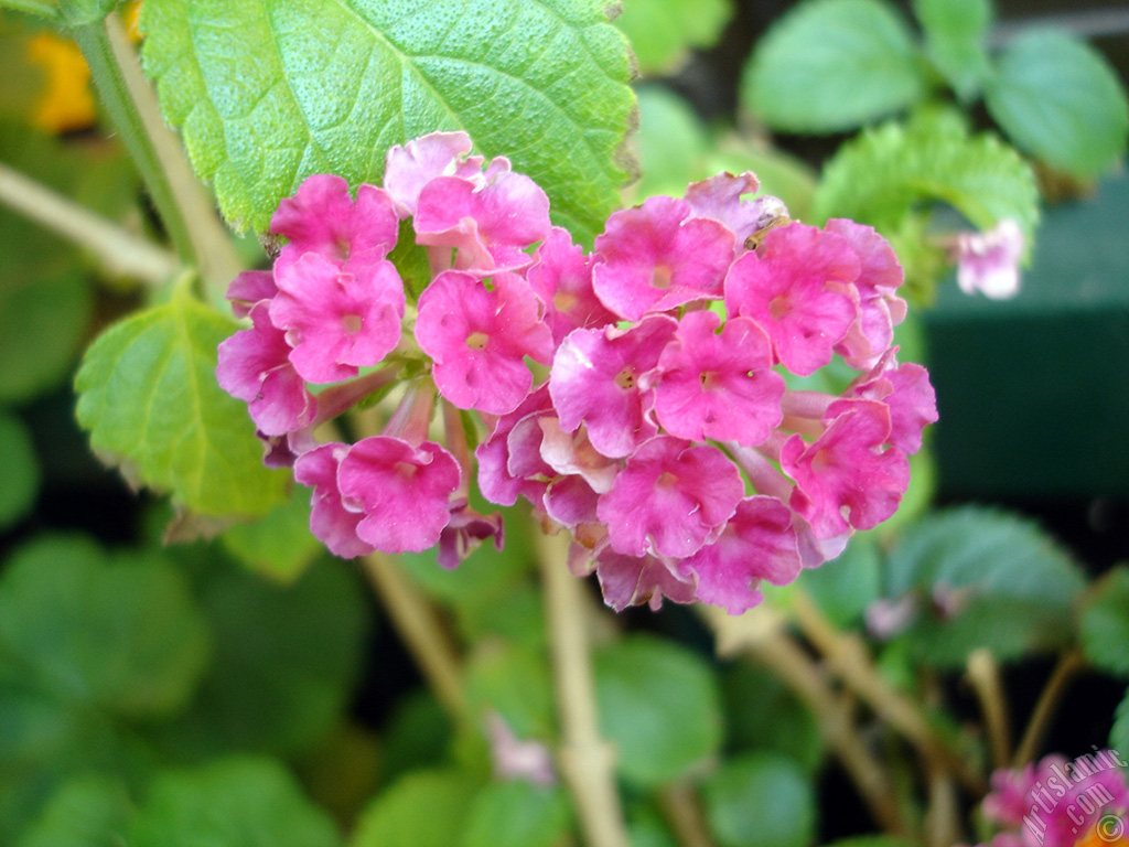 Lantana camara -bush lantana- flower.
